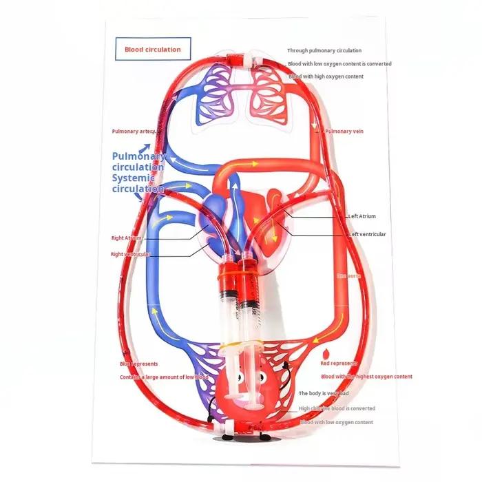 Kit scientifique STEM DIY : Modèle de circulation sanguine – Jouet éducatif pour l'apprentissage et 