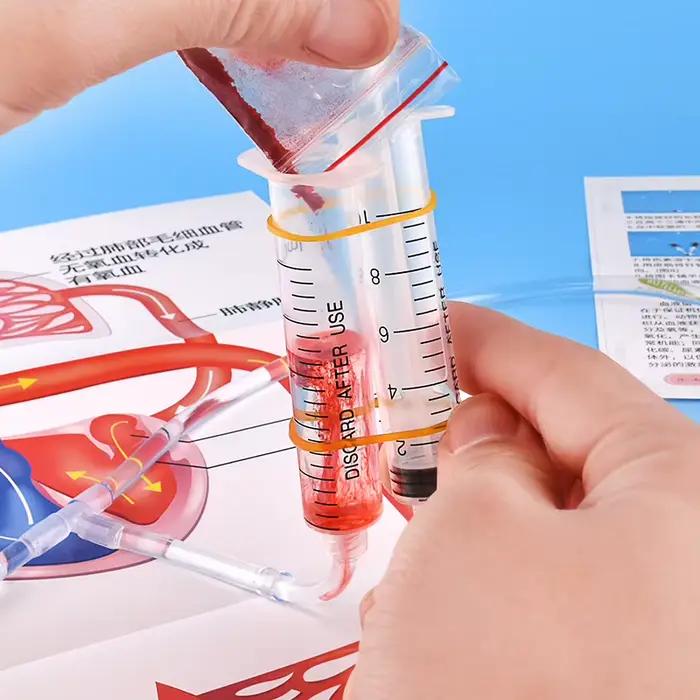 Kit scientifique STEM DIY : Modèle de circulation sanguine – Jouet éducatif pour l'apprentissage et l'enseignement de la biologie chez les enfants