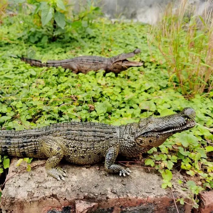 Figurine de jouet de Crocodile, Figurine de Crocodile de la vie sauvage avec mâchoire mobile, pour l'éducation et le jeu amusant, pour garçons et filles
