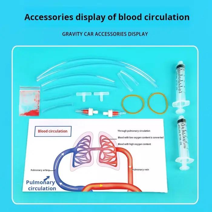 Kit scientifique STEM DIY : Modèle de circulation sanguine – Jouet éducatif pour l'apprentissage et l'enseignement de la biologie chez les enfants