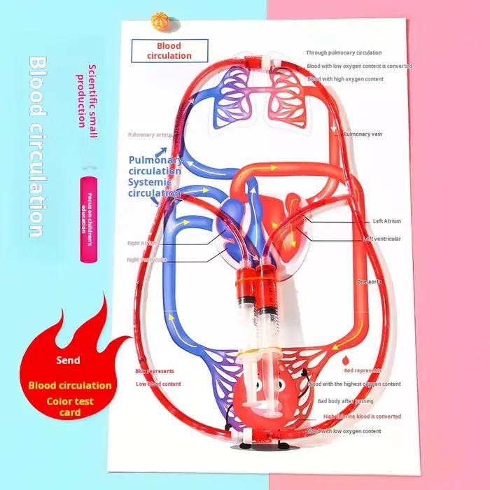 Kit scientifique STEM DIY : Modèle de circulation sanguine – Jouet éducatif pour l'apprentissage et l'enseignement de la biologie chez les enfants