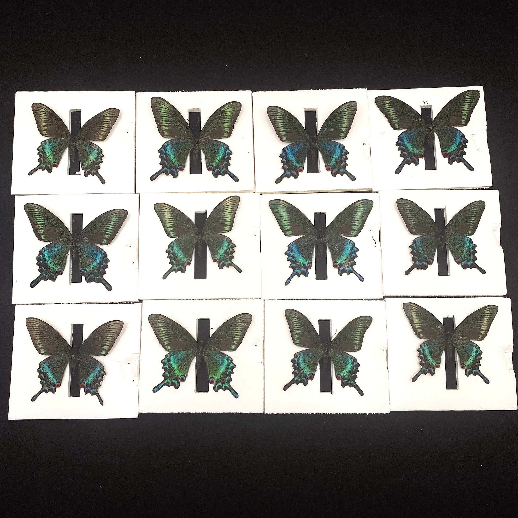 10-100 pièces de spécimen de papillons réels naturels, décoration de maison DIY pour cadeaux d'amis 