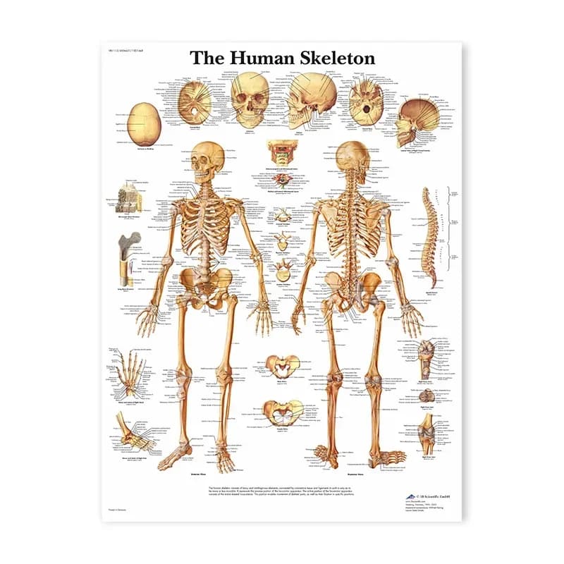 Affiche d'anatomie de coeur d'organes humains, peinture sur toile d'impression, carte du corps humai