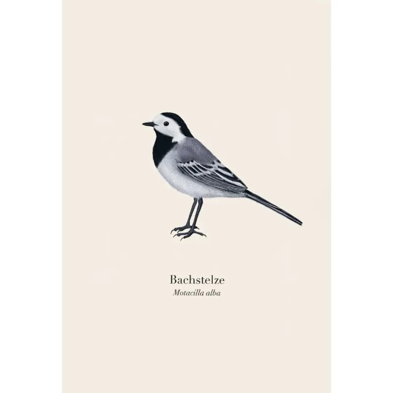 Affiche d'illustration de collection d'espèces d'oiseaux natifs, peinture sur toile d'art mural mini