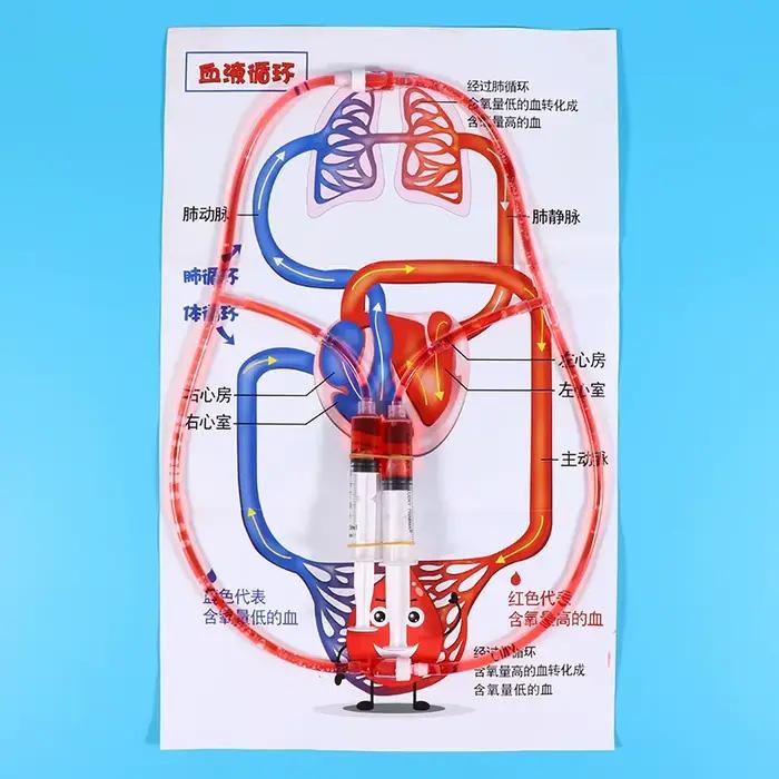 Kit scientifique STEM DIY : Modèle de circulation sanguine – Jouet éducatif pour l'apprentissage et