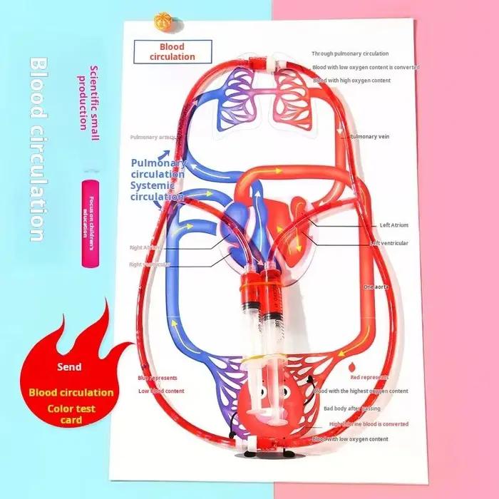 Kit de Modélisation STEM DIY du Système Circulatoire – Jouet Éducatif Scientifique du Corps Humain pour Enfants – Fournitures Pédagogiques d'Apprentissage de la Biologie