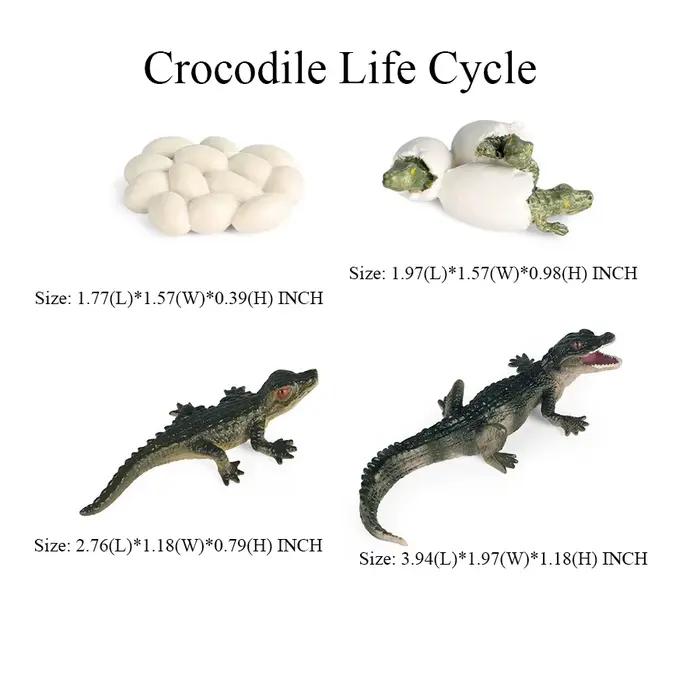 Jouet de crocodile Figure jouets Alligator modèle Cycle de vie Playset Figurines d'animaux figurine d'action Reptile animaux enfants cadeaux jeux