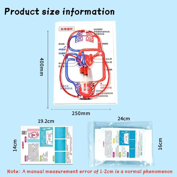 Kit scientifique STEM DIY : Modèle de circulation sanguine – Jouet éducatif pour l'apprentissage et l'enseignement de la biologie chez les enfants