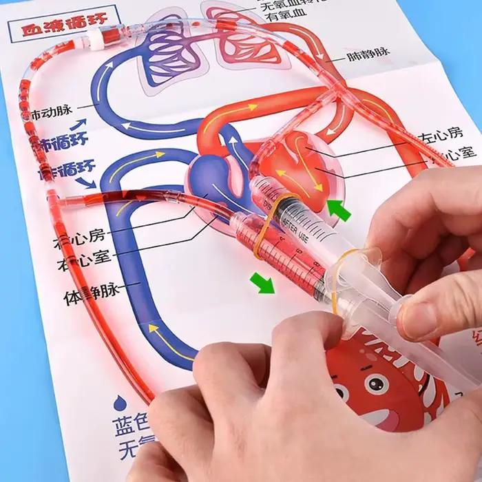 Kit de Modélisation STEM DIY du Système Circulatoire – Jouet Éducatif Scientifique du Corps Humain pour Enfants – Fournitures Pédagogiques d'Apprentissage de la Biologie